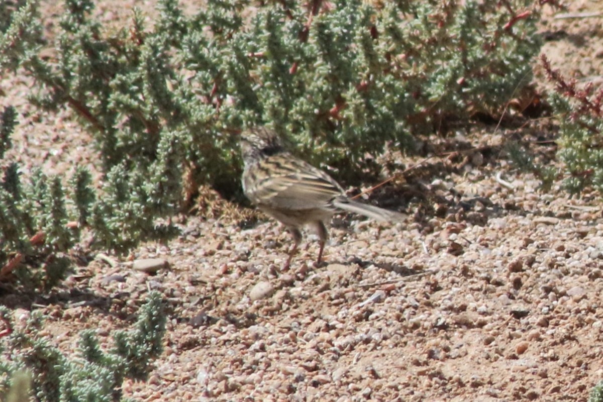 Chipping Sparrow - ML647479463