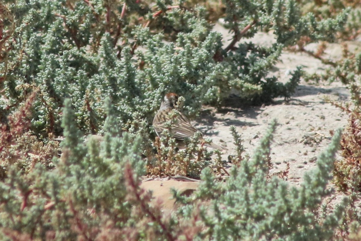 Chipping Sparrow - ML647479464
