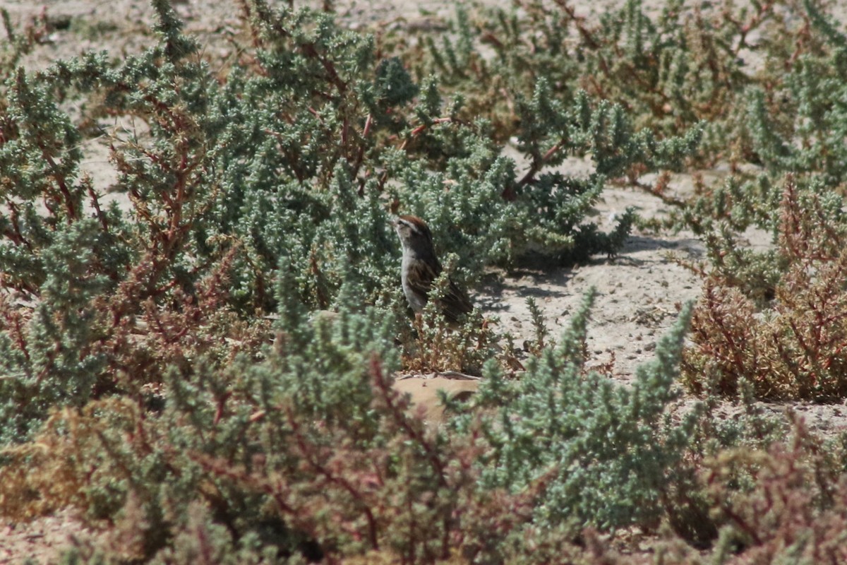 Chipping Sparrow - ML647479465