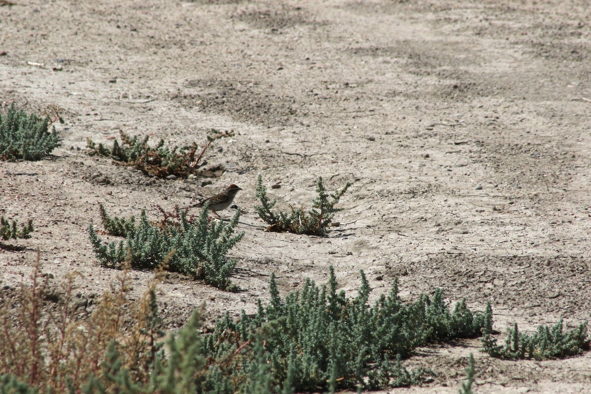 Chipping Sparrow - ML647479466