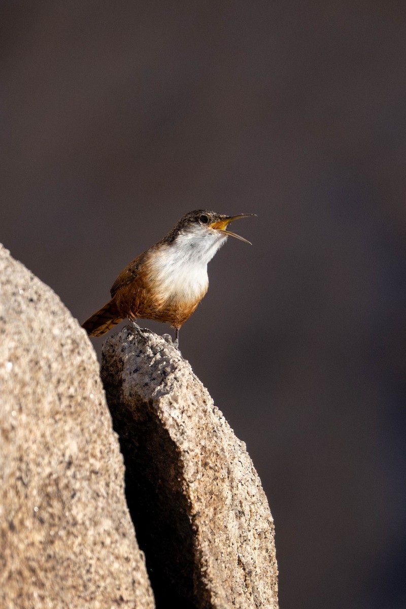 Troglodyte des canyons - ML647479467