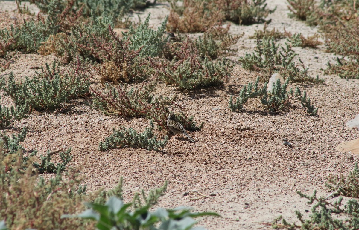 Chipping Sparrow - ML647479468