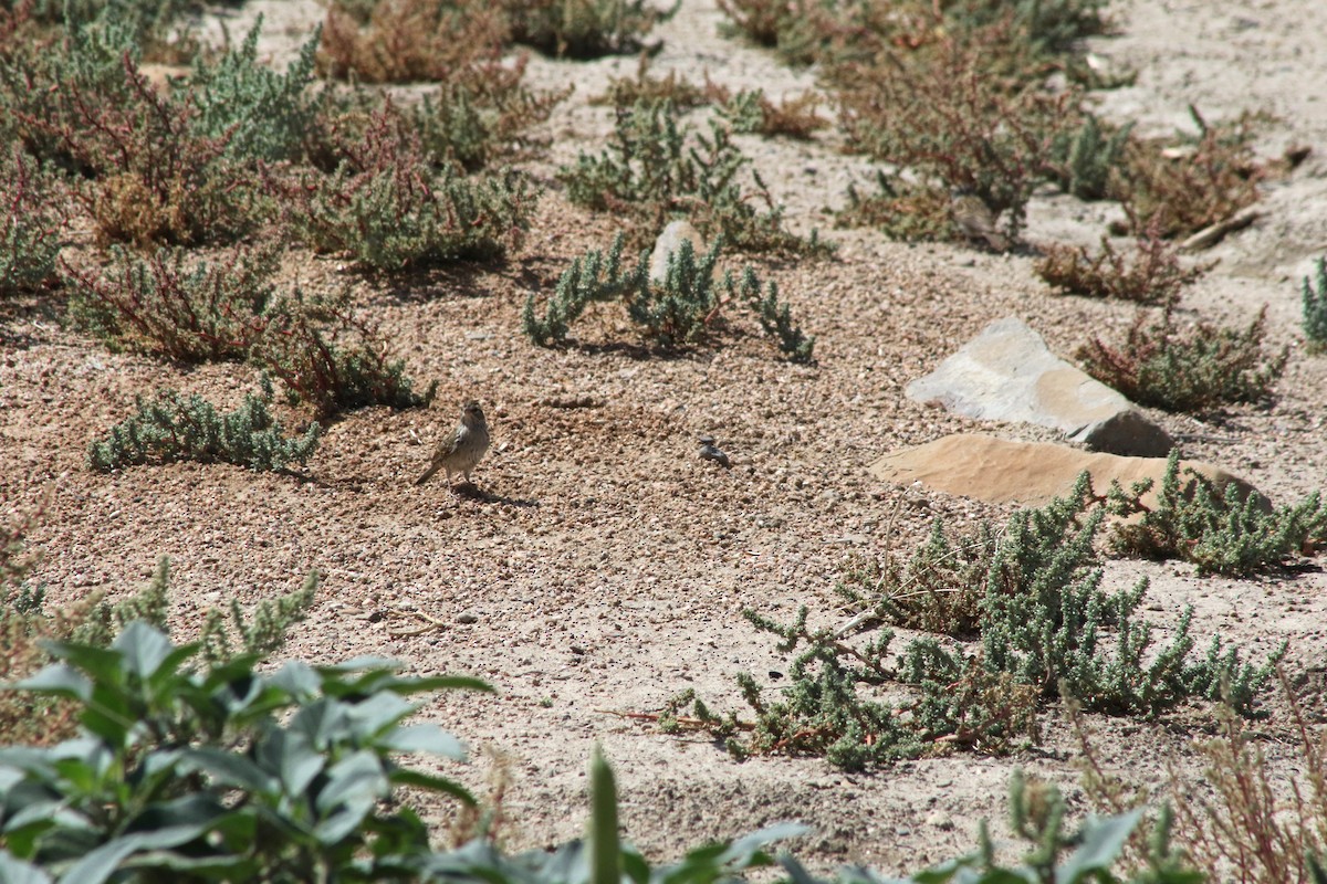 Chipping Sparrow - ML647479469