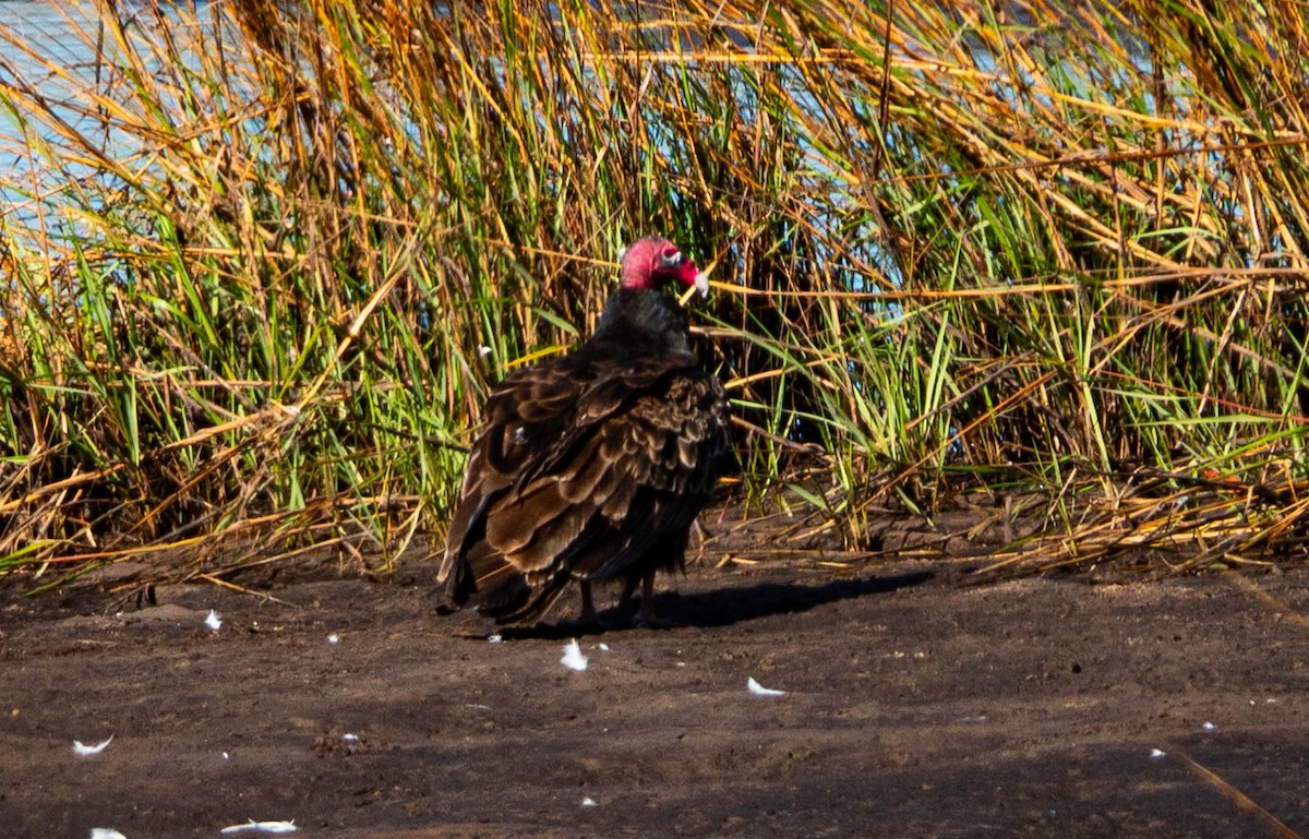 Turkey Vulture - ML647479470