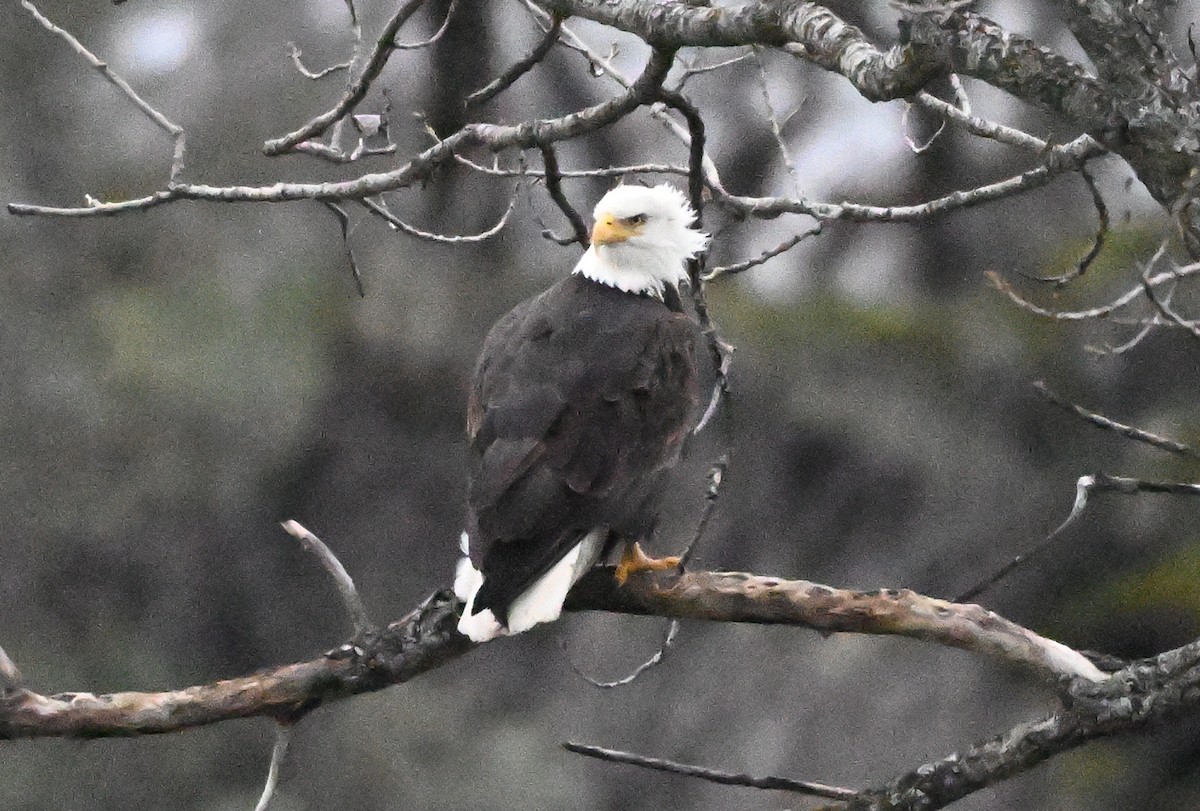 Bald Eagle - ML647479473