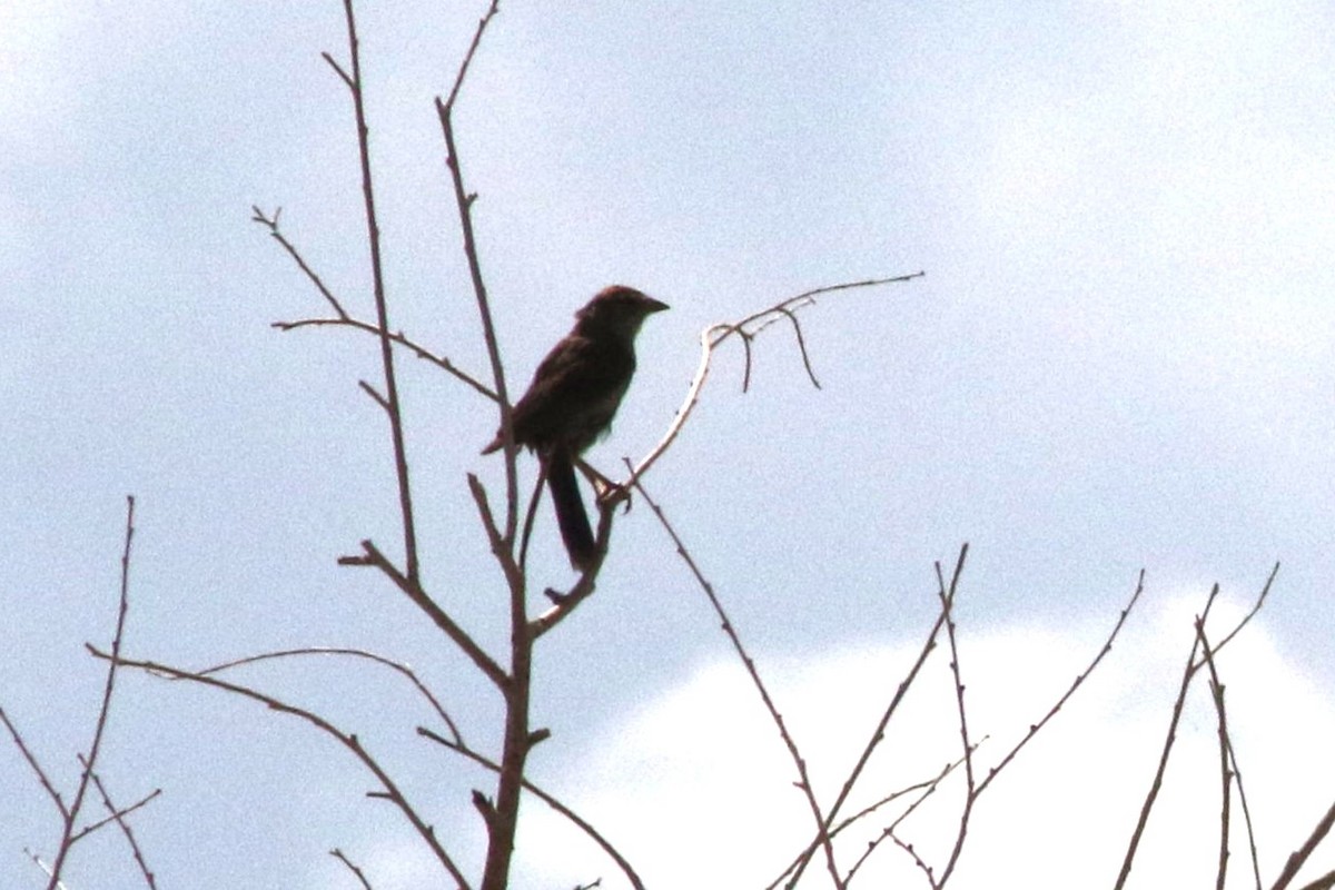 new world sparrow sp. - ML647479477