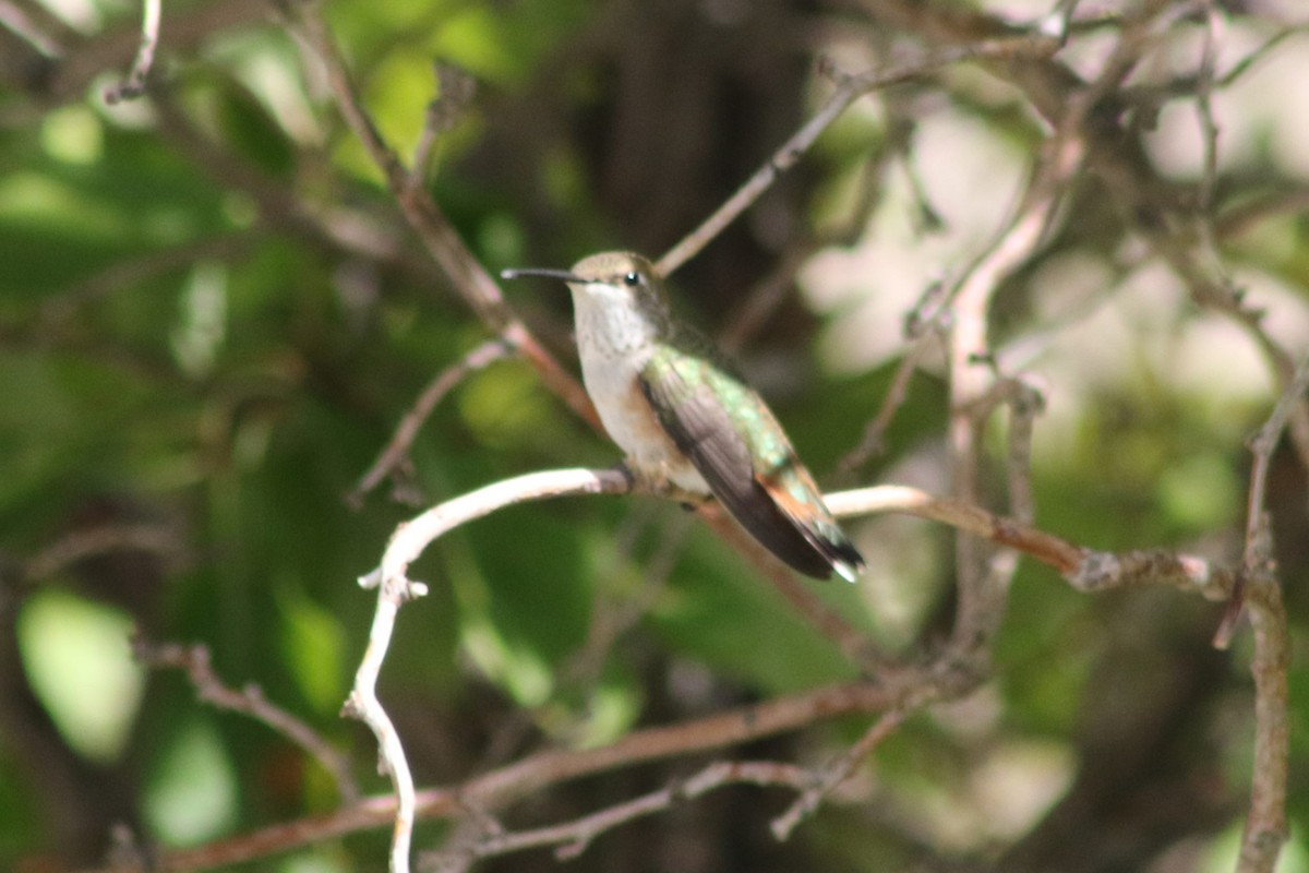 Rufous Hummingbird - ML647479479