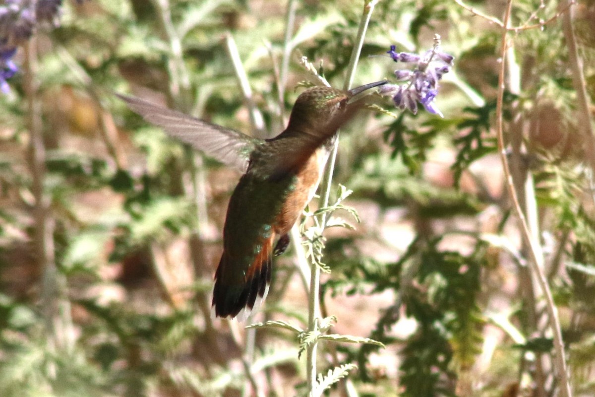 Rufous Hummingbird - ML647479480