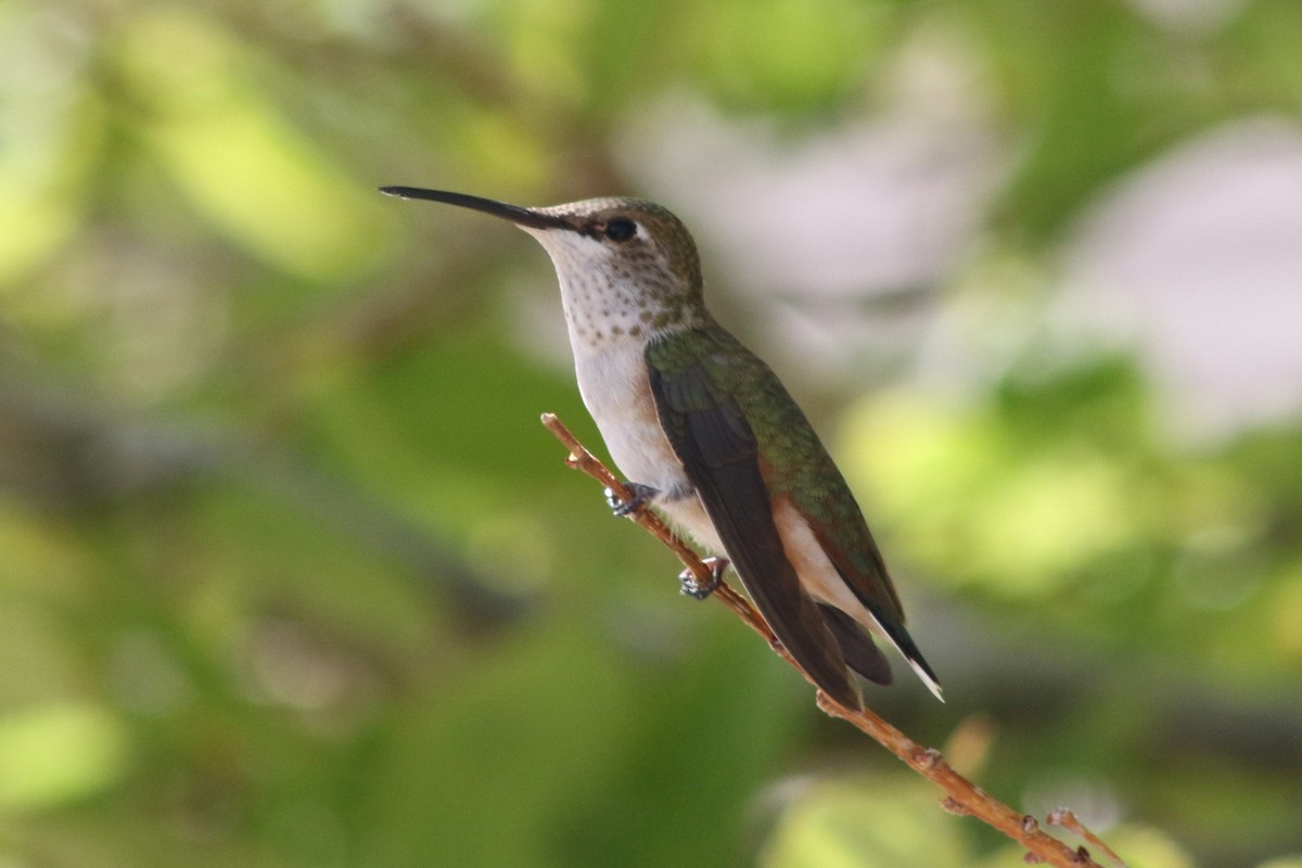 Rufous Hummingbird - ML647479481