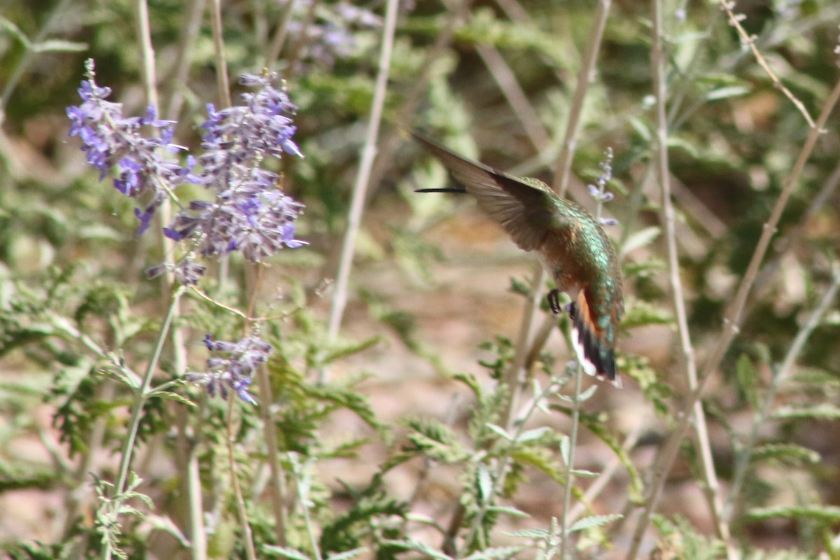Rufous Hummingbird - ML647479482