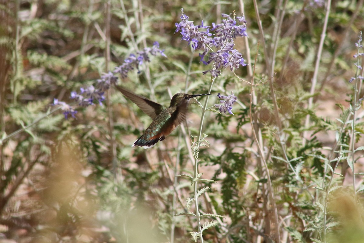 Rufous Hummingbird - ML647479483