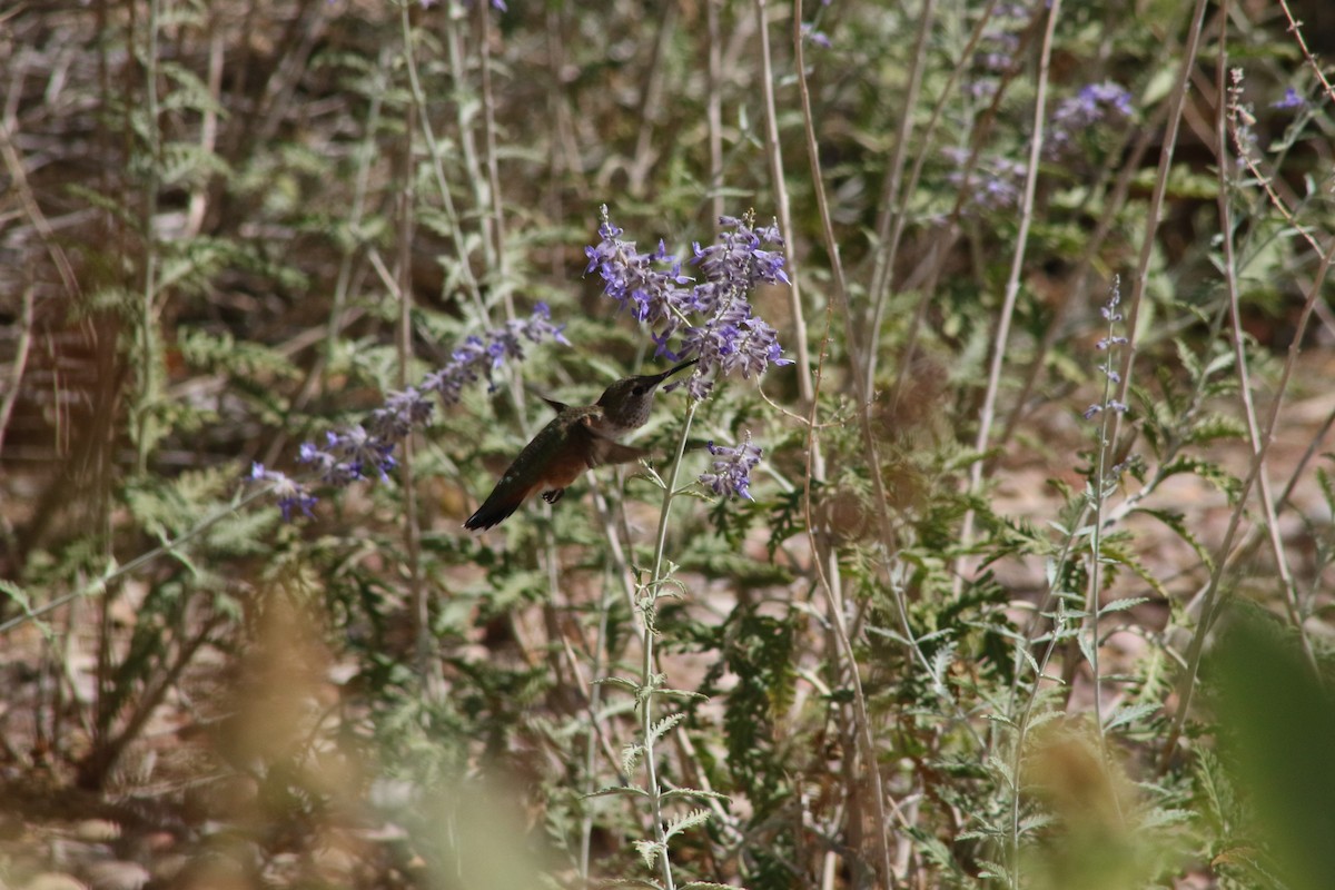 Rufous Hummingbird - ML647479484