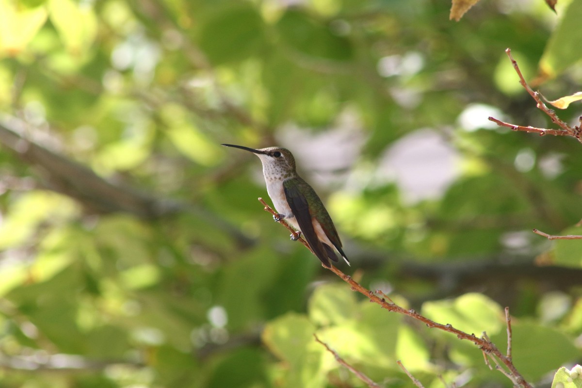 Rufous Hummingbird - ML647479486