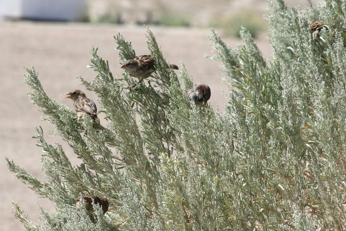 家麻雀 - ML647479489