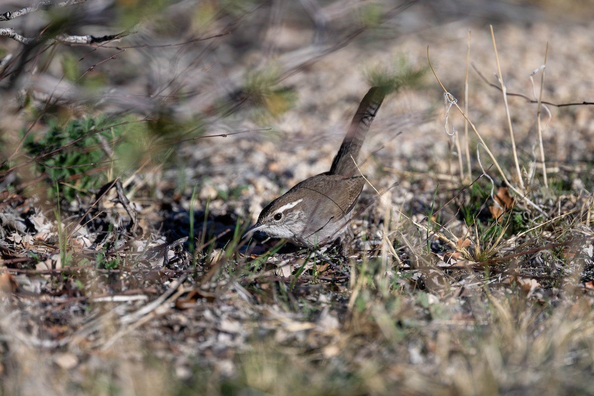 Troglodyte de Bewick - ML647479492