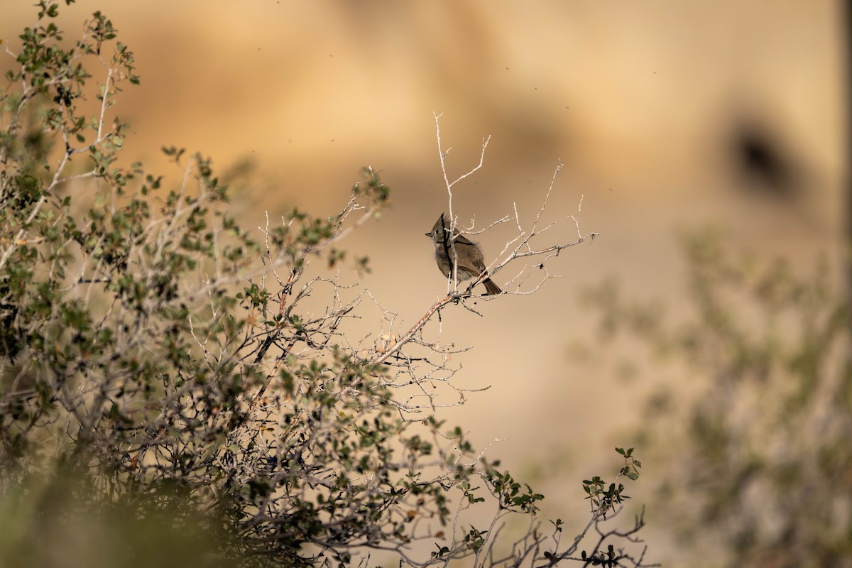 Mésange unicolore - ML647479498