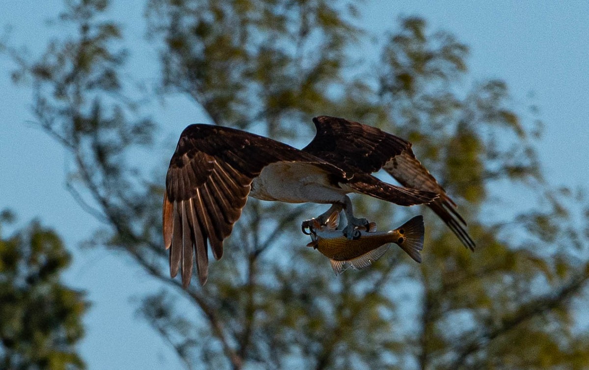 Скопа західна - ML647479513