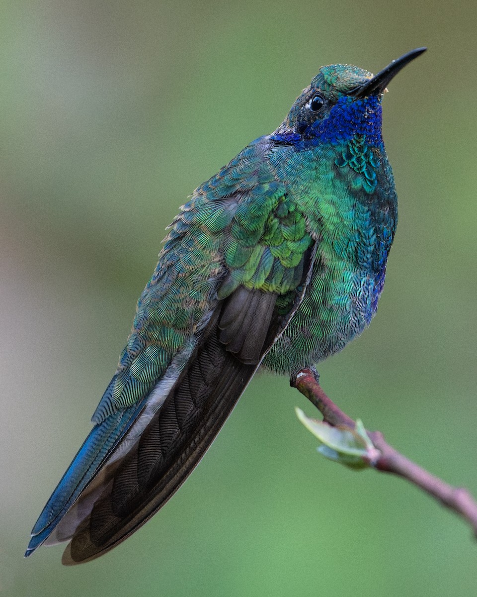 Sparkling Violetear - ML647479519