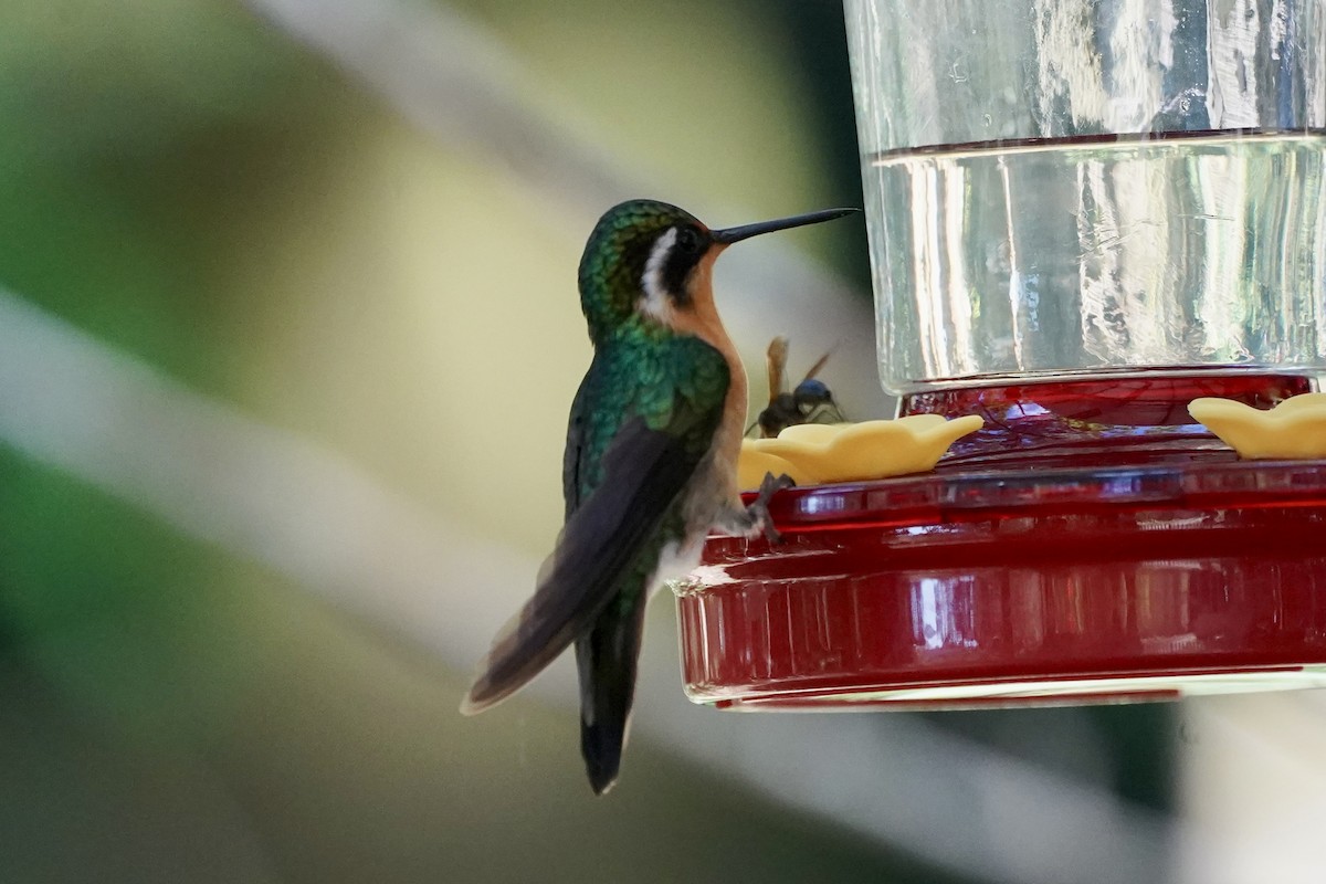 kolibřík fialovohrdlý - ML647479521