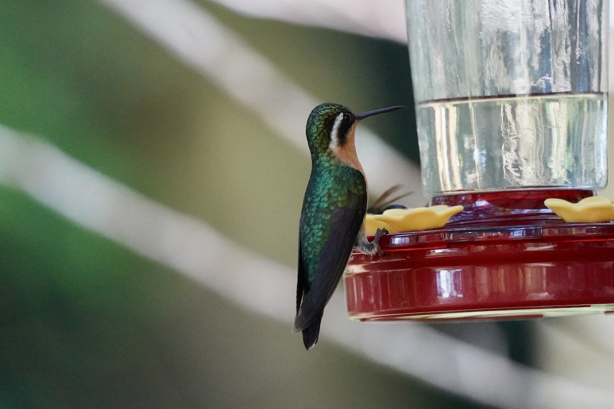 kolibřík fialovohrdlý - ML647479522