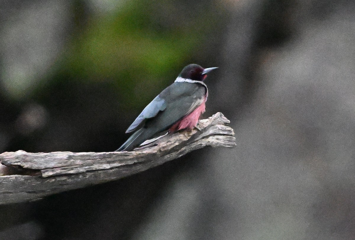 Lewis's Woodpecker - ML647479523