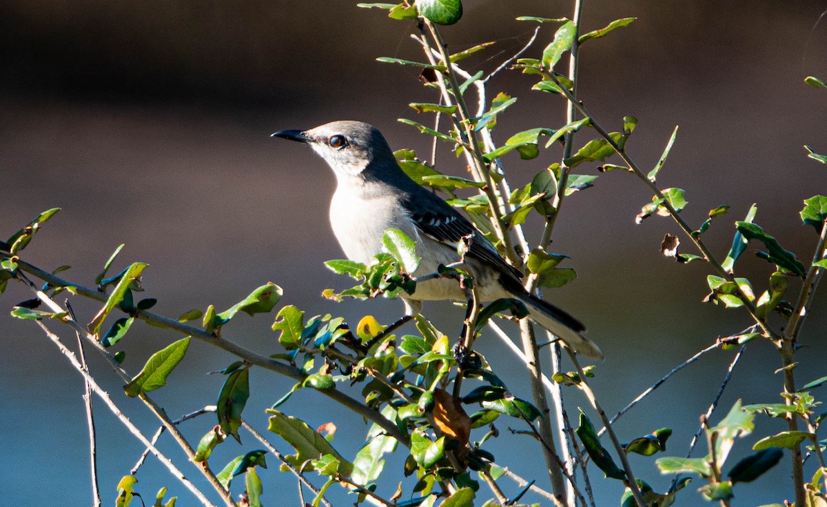 Northern Mockingbird - ML647479527