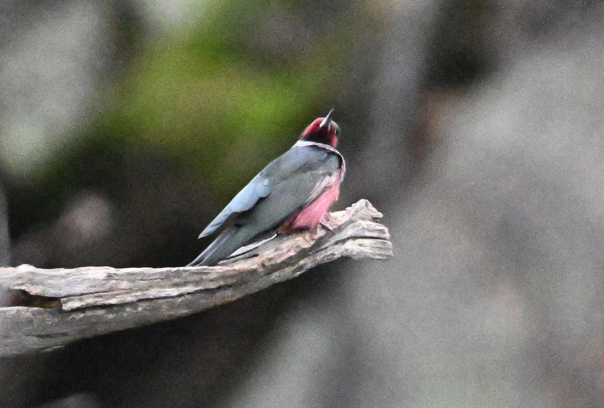 Lewis's Woodpecker - ML647479533