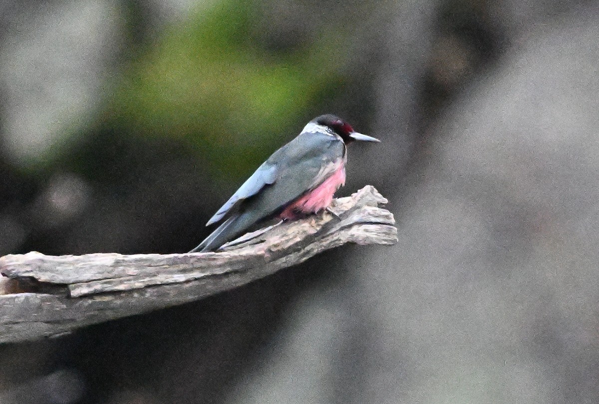 Гіла рожевочерева - ML647479534