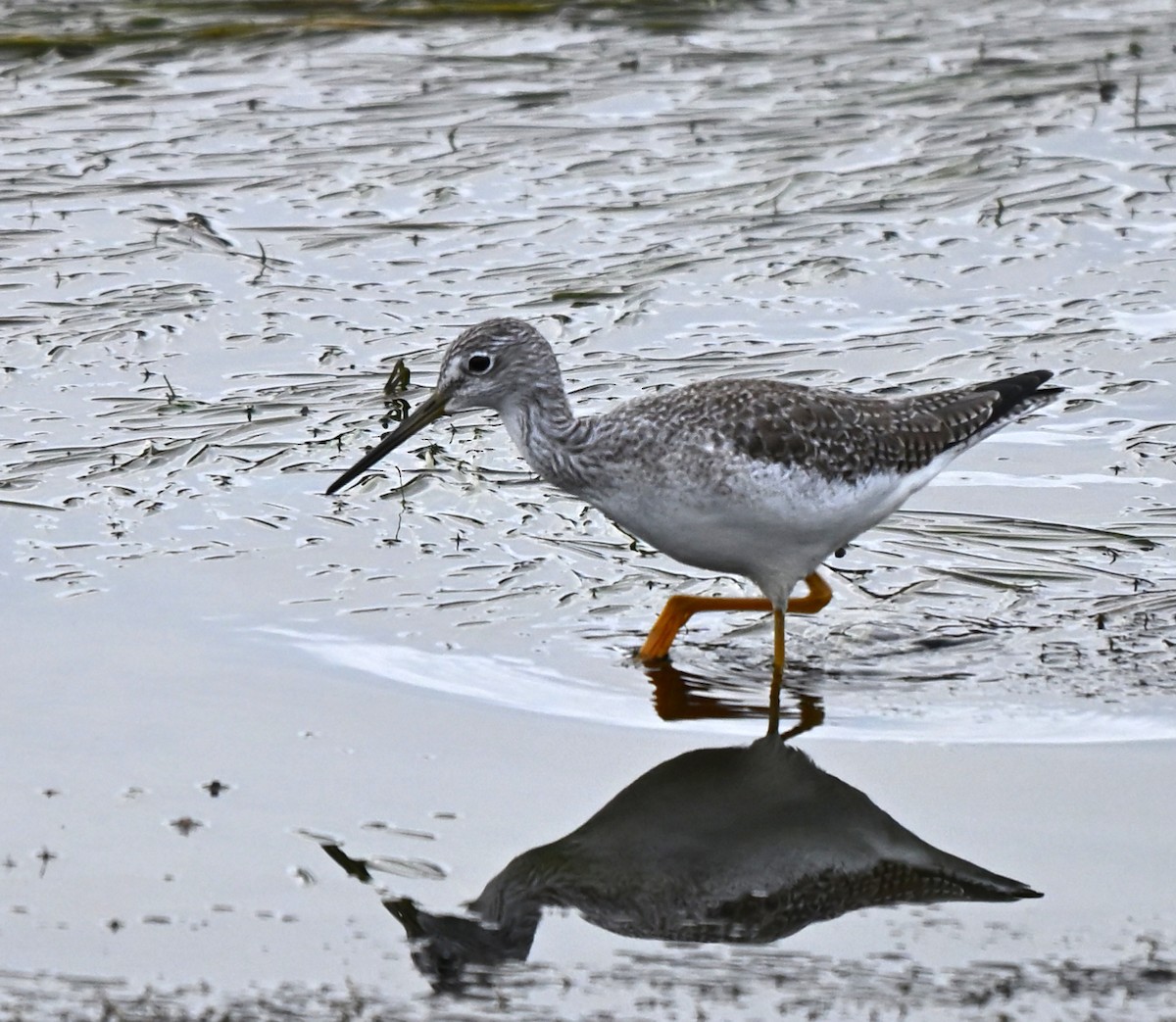 Коловодник строкатий - ML647479535