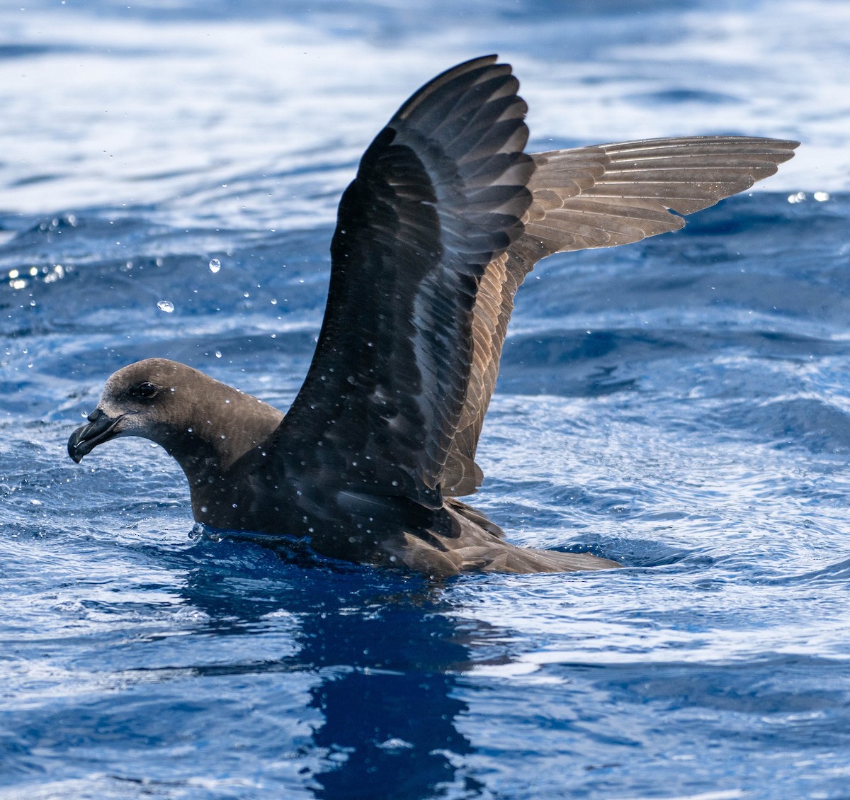 Тайфунник північний - ML647479536