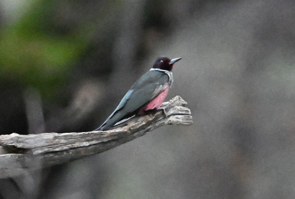 Гіла рожевочерева - ML647479539