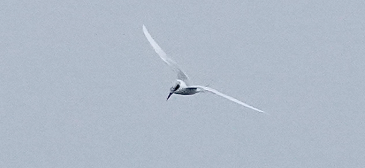 Крячок неоарктичний - ML647479540