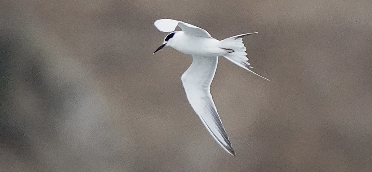 Крячок неоарктичний - ML647479541