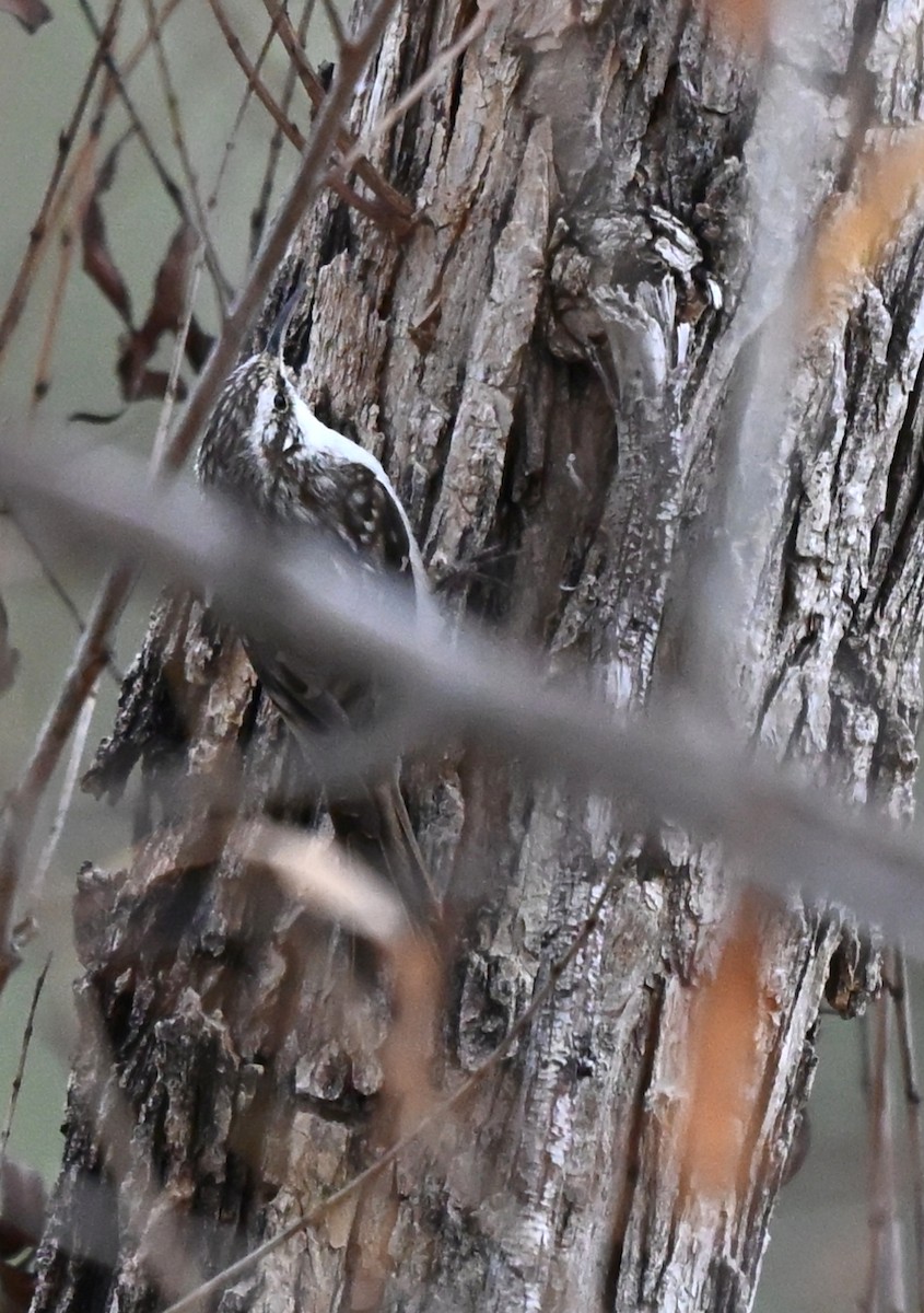 Підкоришник американський - ML647479542