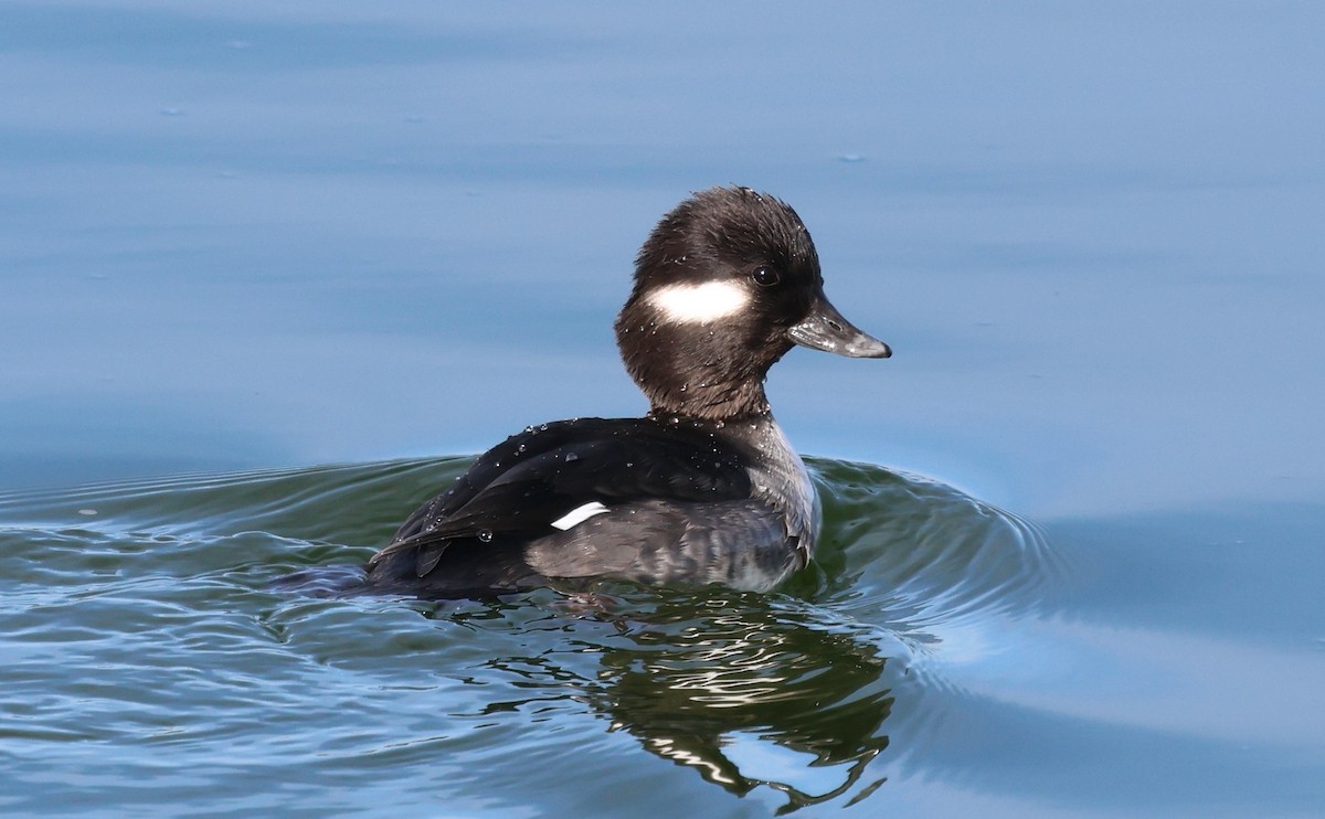 Гоголь малий - ML647479543