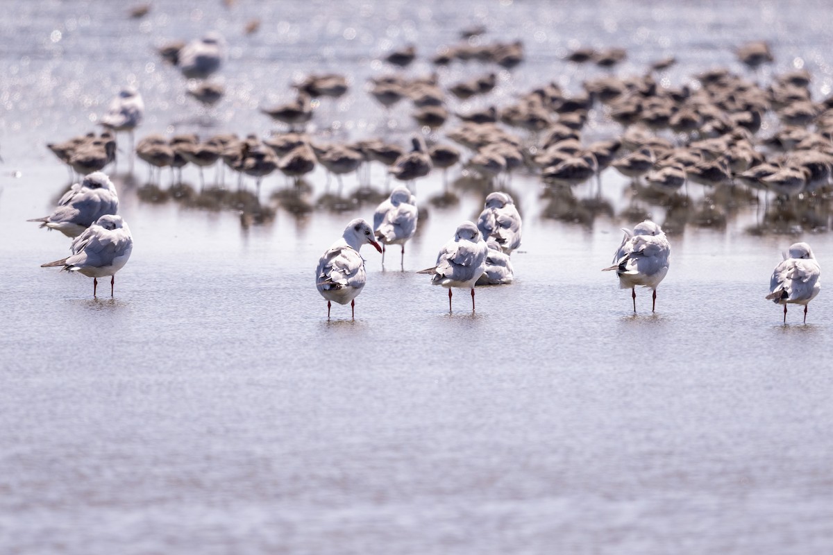 Мартин буроголовий - ML647479544