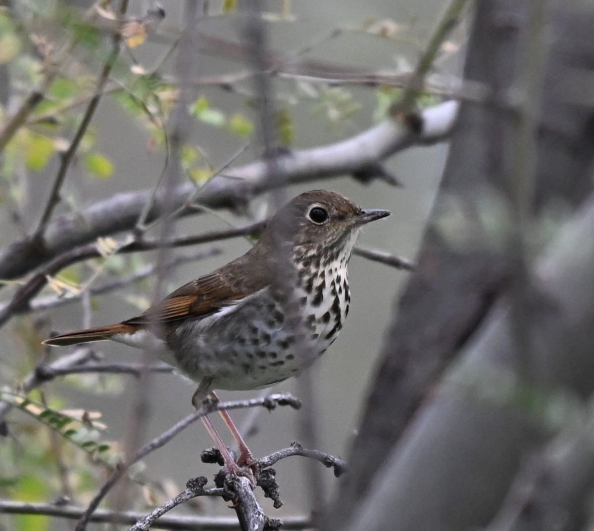 Дрізд-короткодзьоб плямистоволий - ML647479547