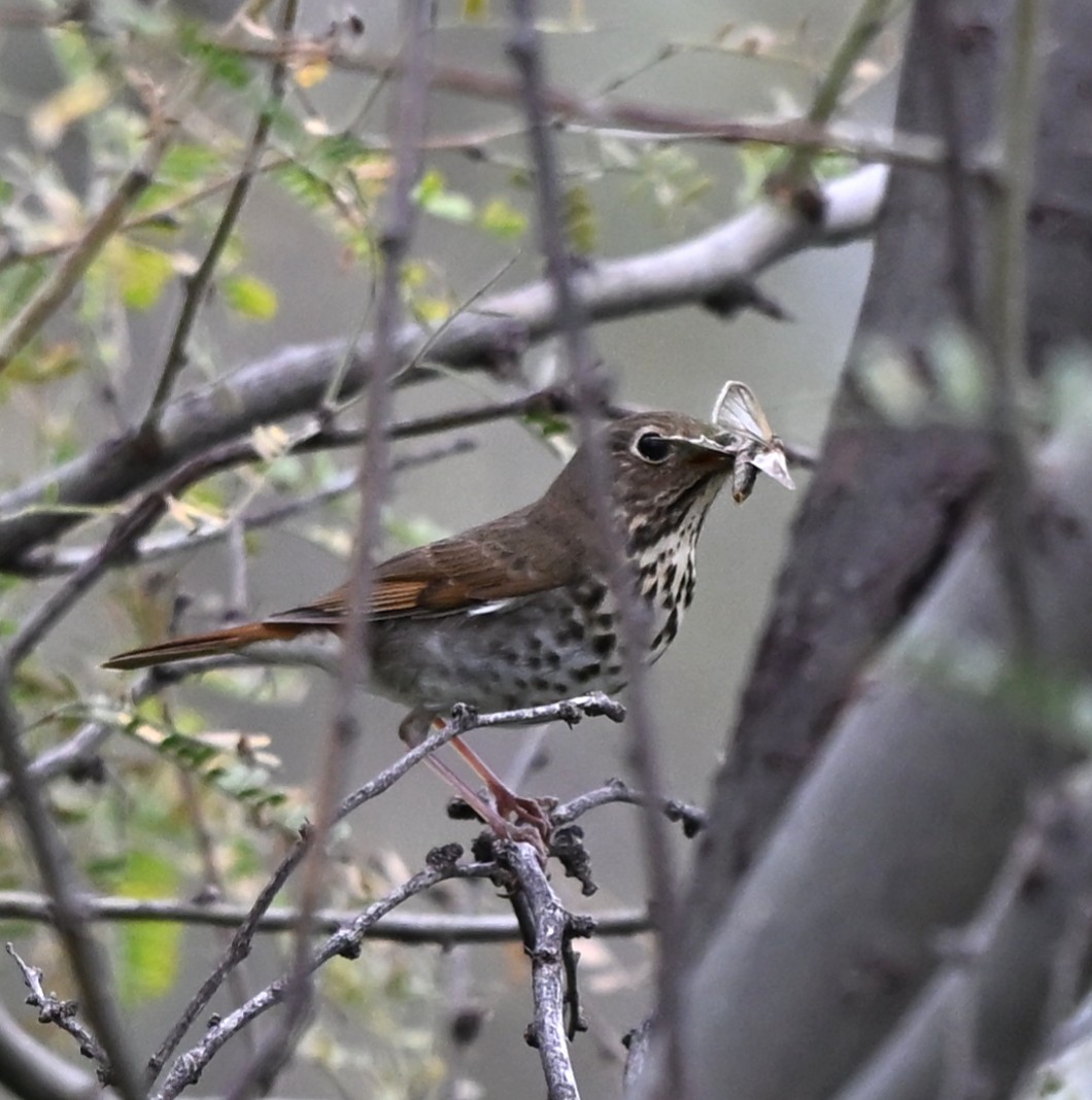 Дрізд-короткодзьоб плямистоволий - ML647479548