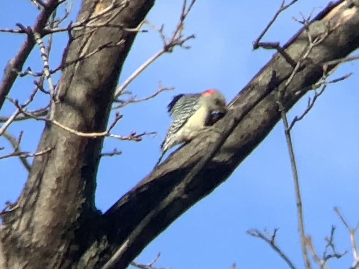 Гіла каролінська - ML647479549