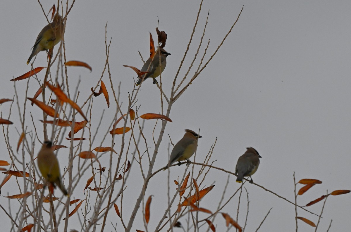 Омелюх американський - ML647479550