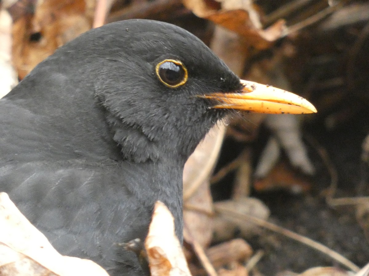 Дрізд чорний - ML647479551