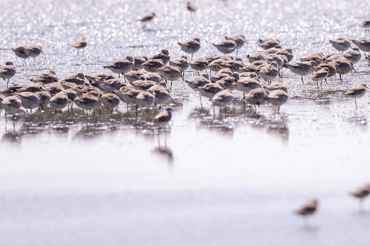Побережник великий - ML647479552