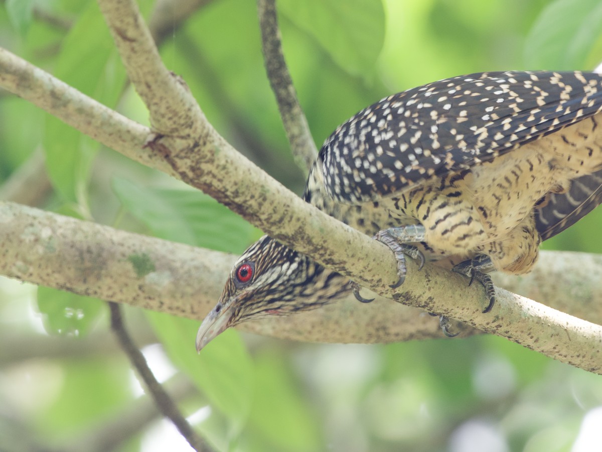 Коель великий - ML647479553