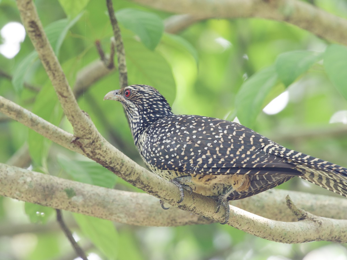 Коель великий - ML647479554