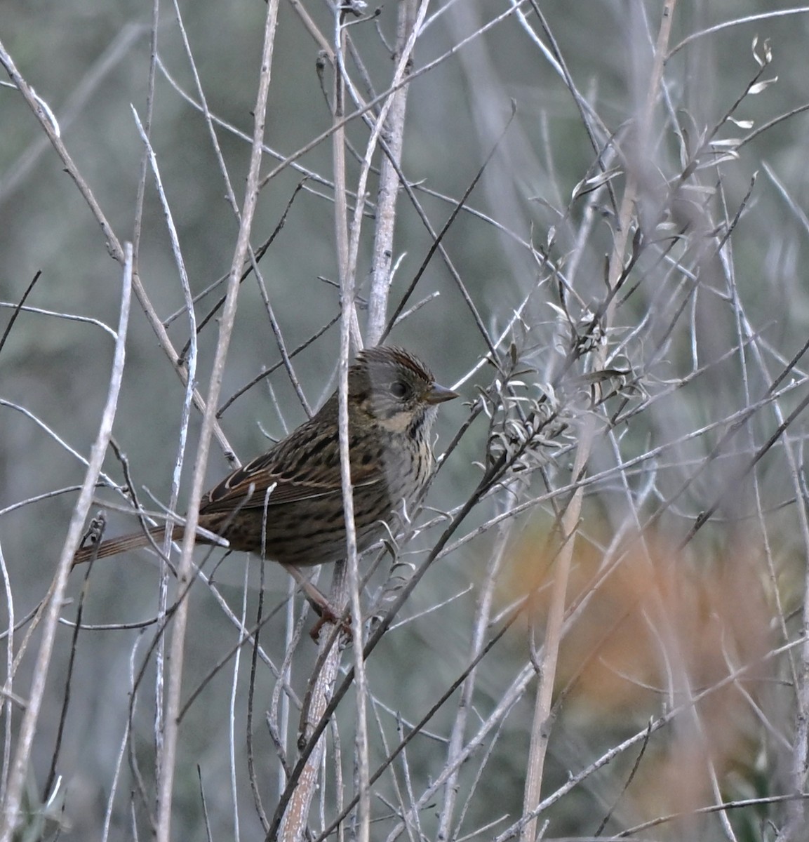 Пасовка вохриста - ML647479555