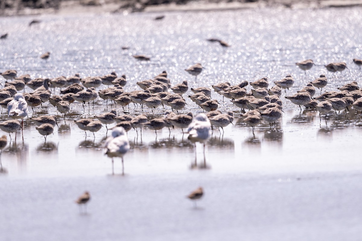Побережник ісландський - ML647479556