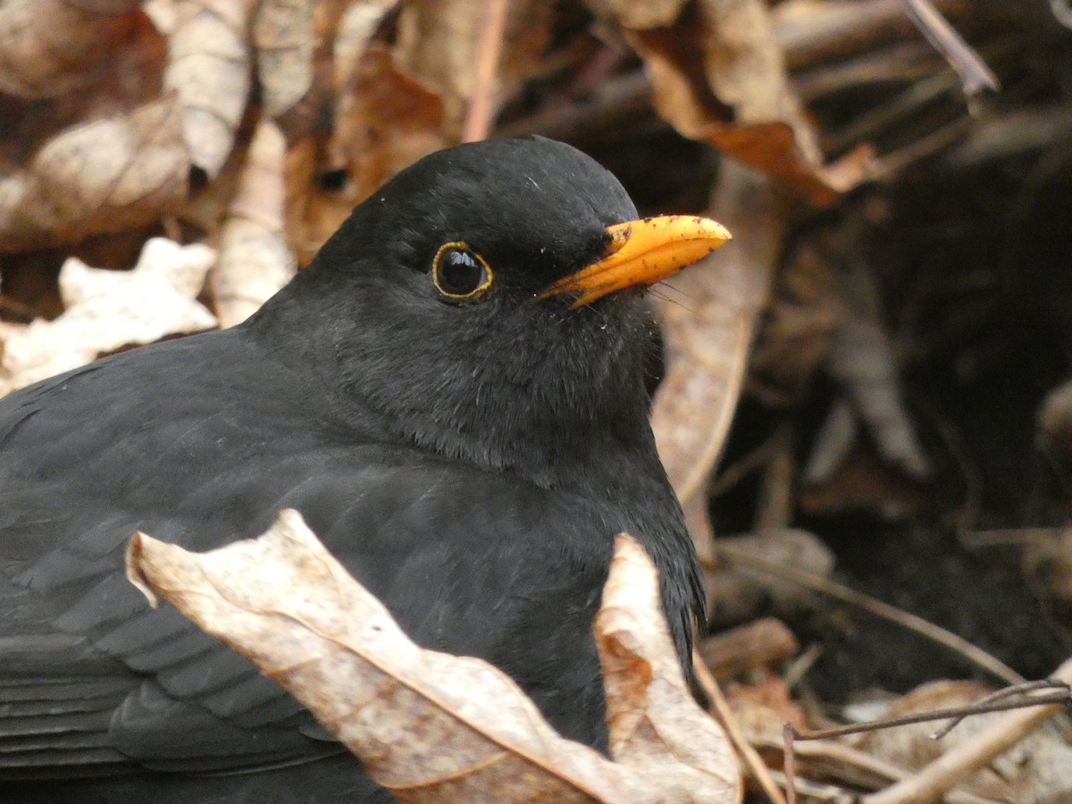 Дрізд чорний - ML647479558