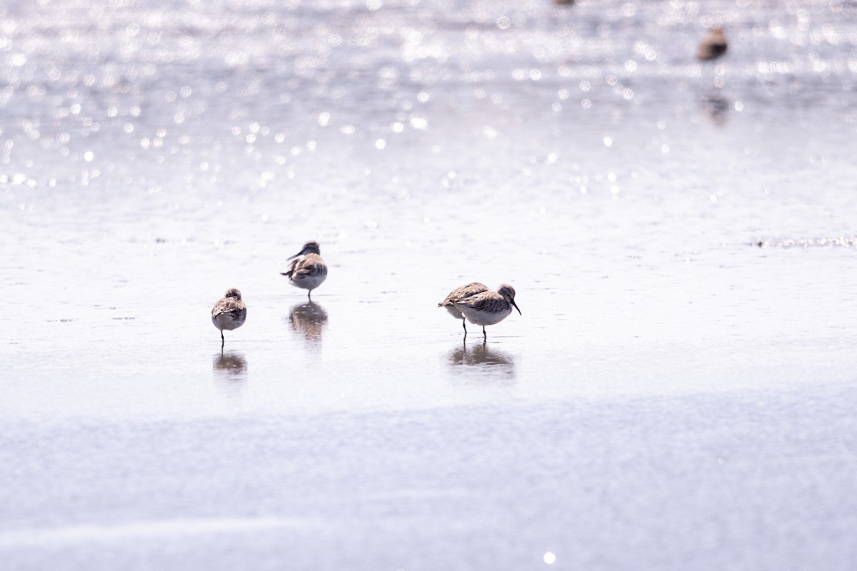 Побережник болотяний - ML647479561