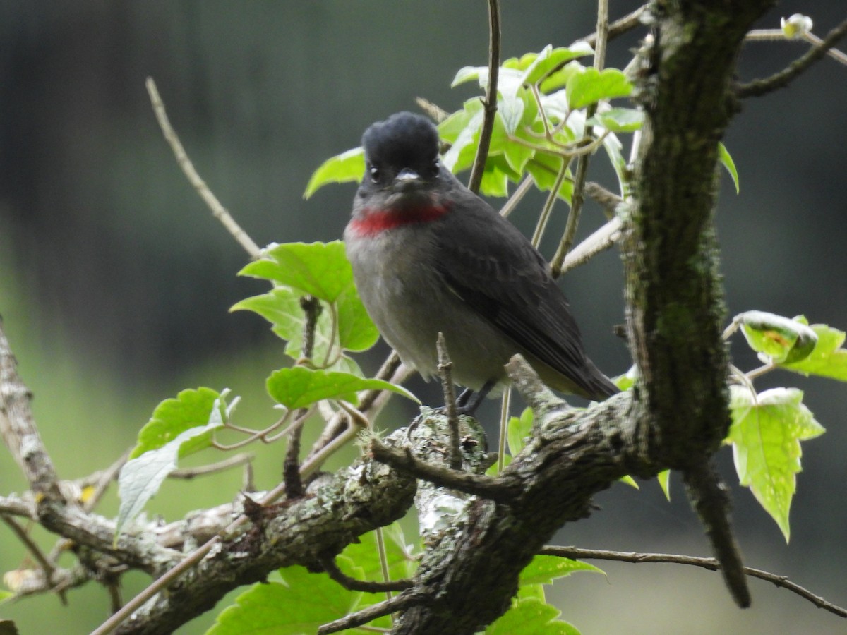 Бекард великий - ML647479562