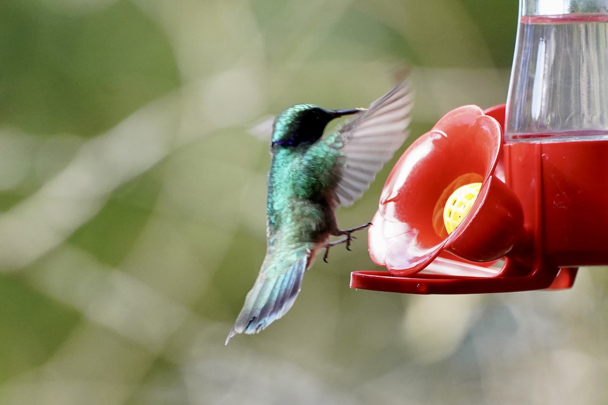 Колібрі іскристий - ML647479563